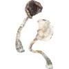 dried mushrooms