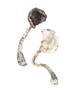 dried mushrooms