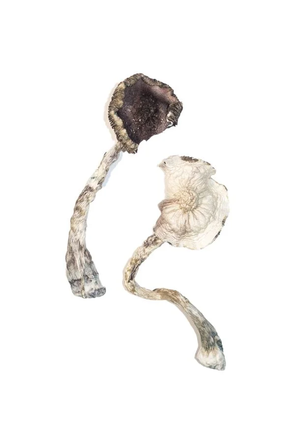 dried mushrooms