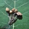 dried mushrooms