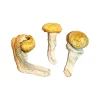 dried mushrooms