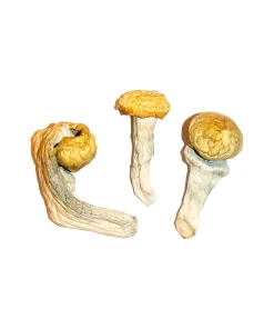 dried mushrooms