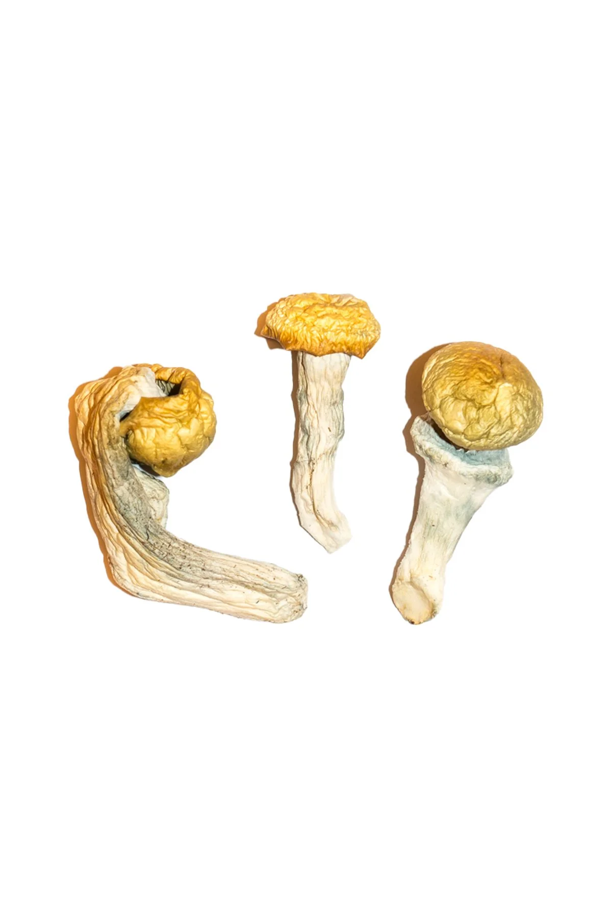 dried mushrooms