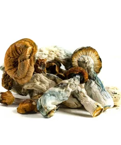 dried mushrooms