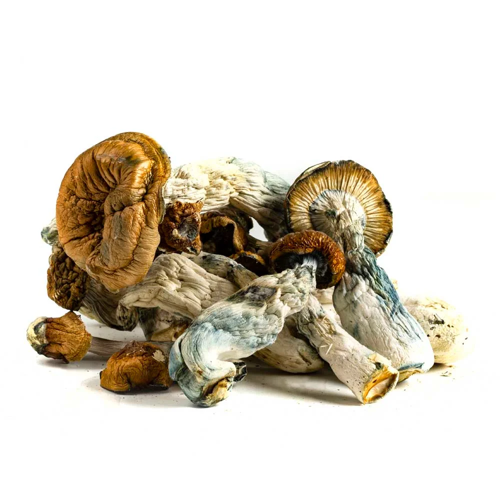 dried mushrooms